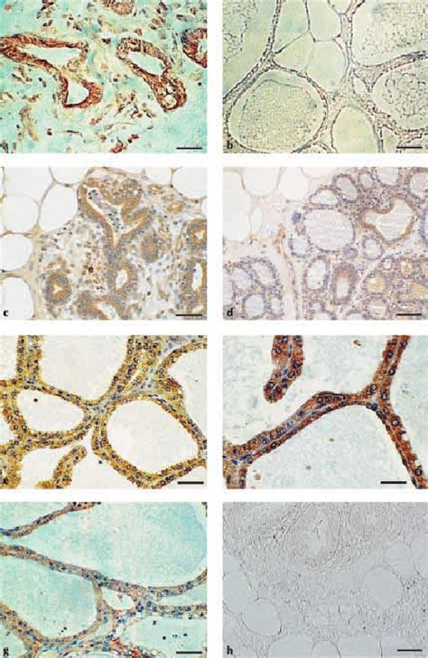 Bovine mammary gland at the following stages is shown. (a) Non ...