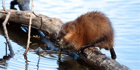 What's the Difference Between Muskrats & Woodchucks? - American Bio ...