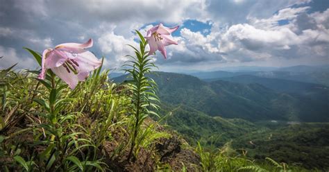 Filled With Myth & Beauty,This Manipur Flower Is Wonder We Must Protect