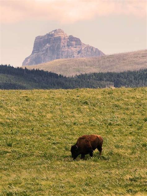 Temperate Grasslands | World Biomes | The Wild Classroom