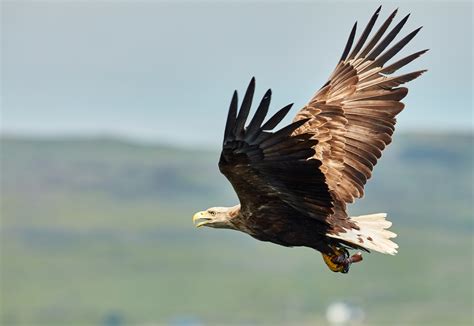 White-tailed eagle guide: what they eat, why they went extinct in the ...