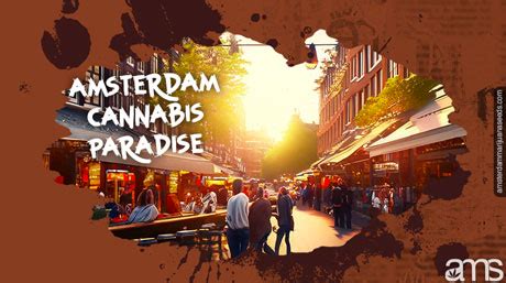 Unveiling the Legendary Amsterdam Weed Seeds: Unleash Your Inner ...