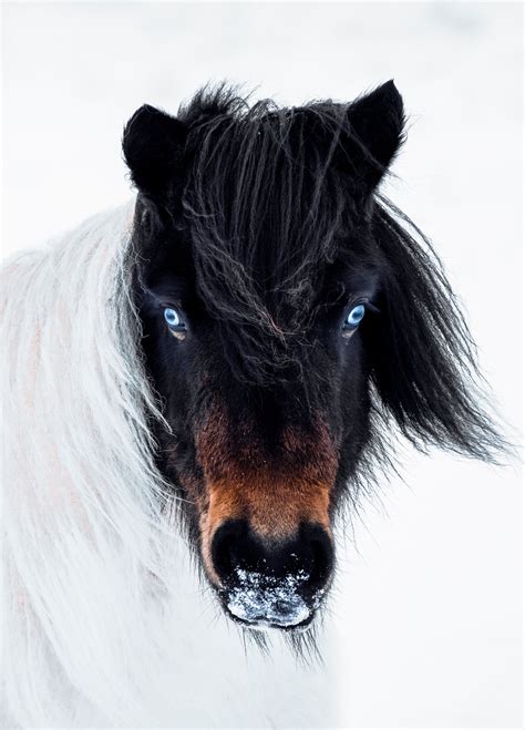 🔥 The most perfectly colored Icelandic horse I've encountered. : r/BeAmazed