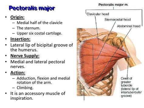 Muscles Of The Pectoral Region