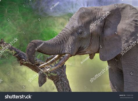 African Elephant Tusks Stock Photo 119301532 | Shutterstock