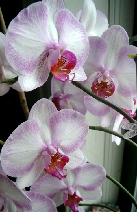 Care for Moth Orchids | Orchid flower, Types of orchids, Flowers