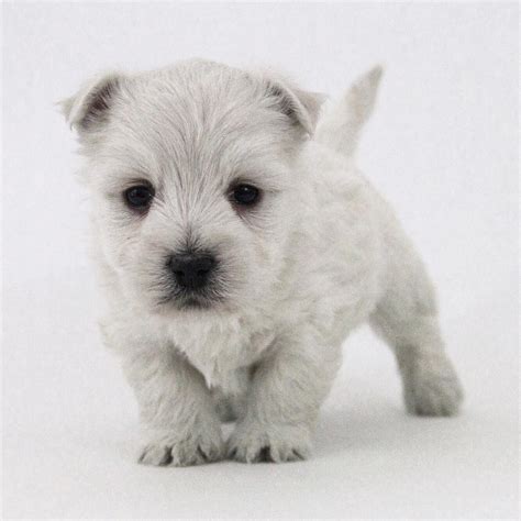 Westiepoo (Westie & Poodle Mix) Info, Pictures, Facts, Puppies | Hepper ...