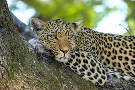 50 Leopard Facts That Will Leave You Leaping With Curiosity | Facts.net