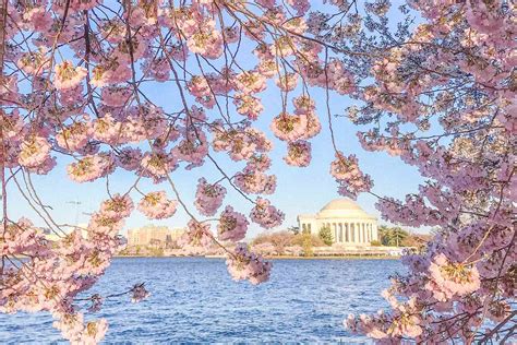 Best Places to See Cherry Blossoms in D.C. in 2024