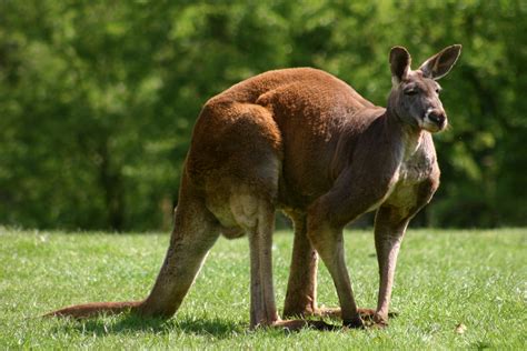 Kangroo ~ Animals Images