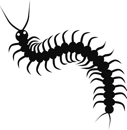 Vector Centipede In Black And White Stockvectorkunst en meer beelden ...