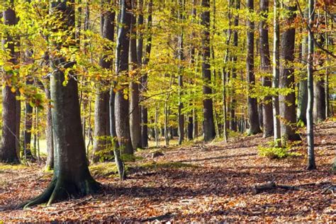 4 Different Types of Forests in Michigan - NatureNibble