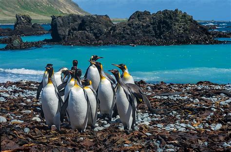 Macquarie Island - WorldAtlas