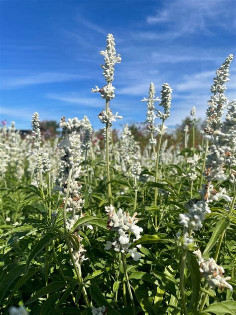 Salvia Farinacea - White Victory - Premier Seeds Direct