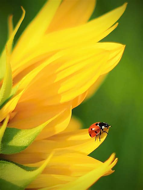 photo: ladybug | photographer: Ella | WWW.PHOTODOM.COM | Sunflower ...