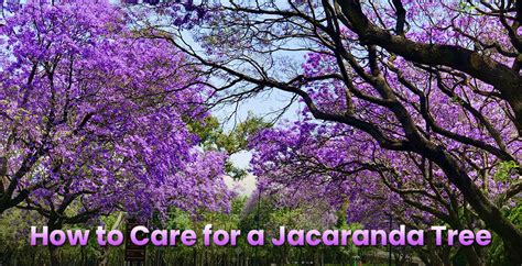 Jacaranda Tree Care | How To Care For It With No Mistakes ...