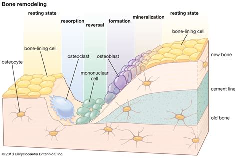 Osteocyte Cell Diagram