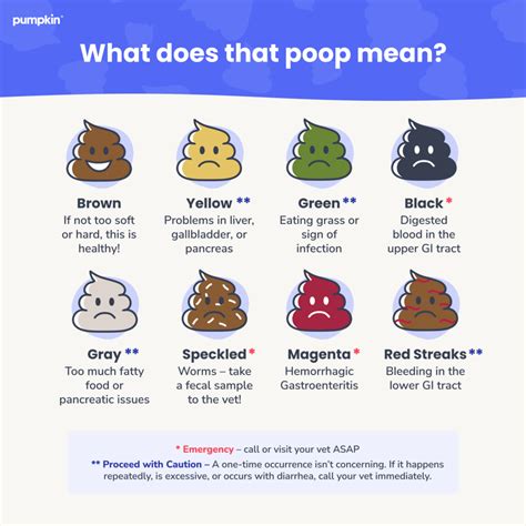 The Ultimate Guide to Dog Poop Health | Pumpkin®