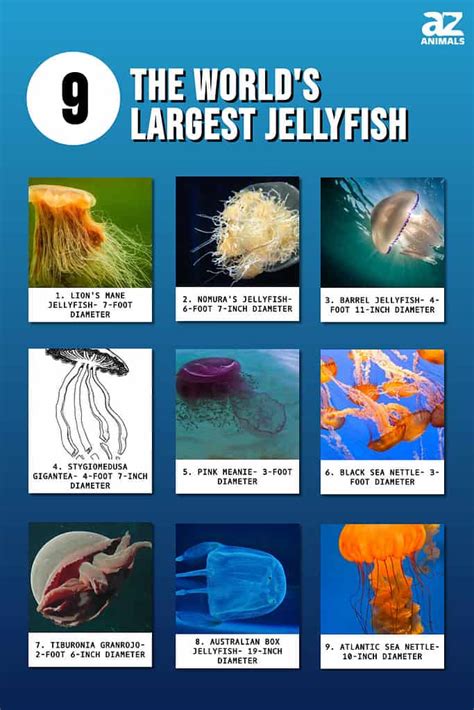 The World's 9 Largest Jellyfish - A-Z Animals