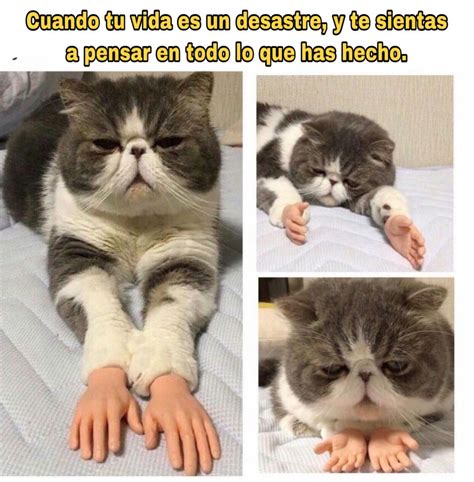 Gatos Graciosos Top Memes Mejores Cute Memes New Memes Funny Memes ...