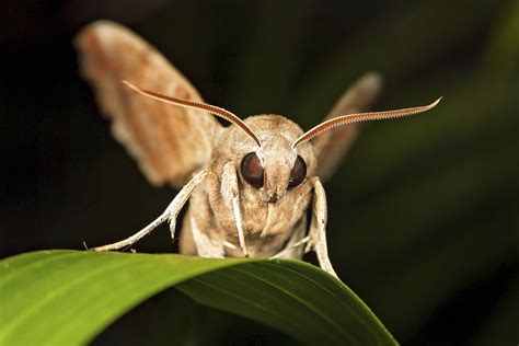 List of Nocturnal Flying Insects | Sciencing