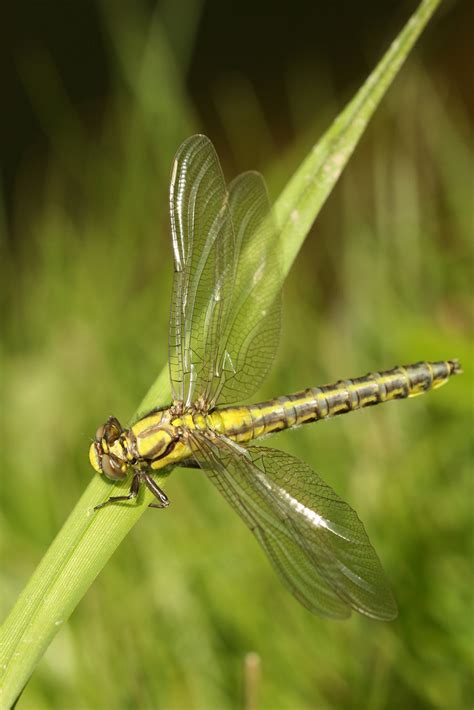 Gomphidae et sa mue | Bord de Sarre, Keskastel, Bas-Rhin. | By: didier ...