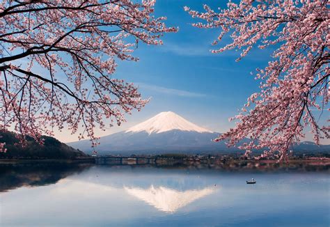 Ladda ner Fuji Cherry Blossoms Japan 4k Wallpaper | Wallpapers.com