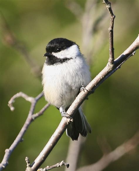 Free picture: black, capped, chickadee, bird, high resolution