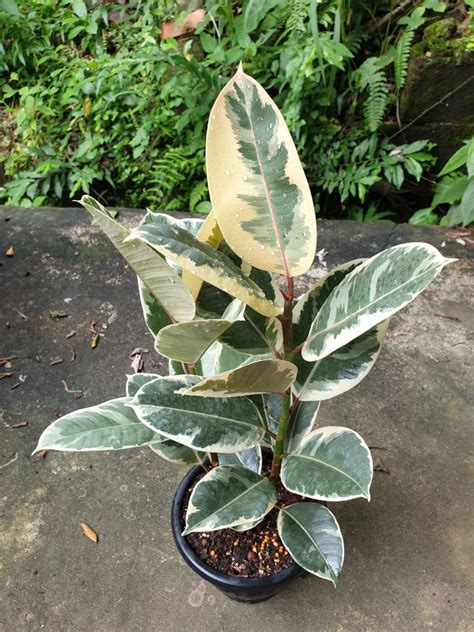 Variegated ficus elastica, Furniture & Home Living, Gardening, Plants ...