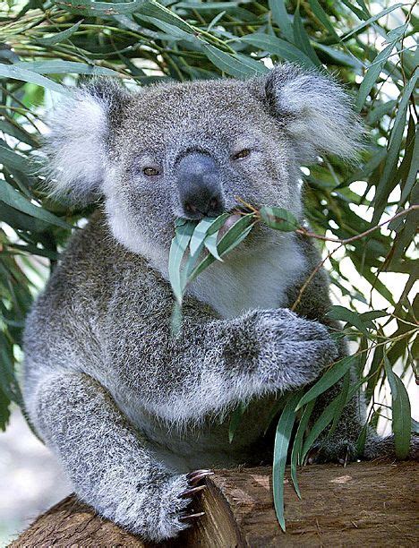 koala eating eucalyptus | Koala, Cuddly animals, Animals