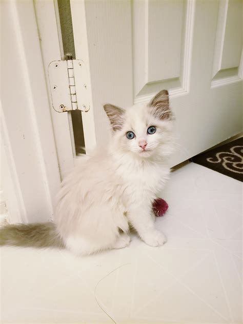 Just got her yesterday! Blue bicolor ragdoll kitten, 12 weeks : ragdolls