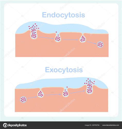 Endocytosis And Exocytosis Animation