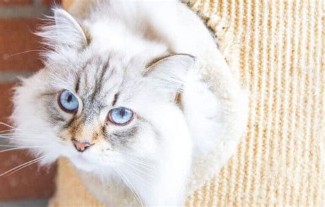 Siberian Cat Colors (2022) Ultimate Guide I The Discerning Cat