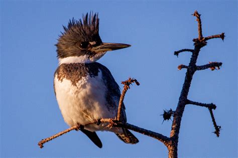 Kingfisher Symbolism & Meaning (+Totem, Spirit, & Omens) | World Birds