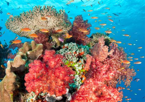 Coral Reef Research in Fiji | GVI | GVI