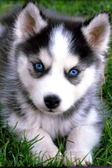 Baby Blue Eyed Husky | Cute husky puppies, Husky puppy, Pomeranian ...