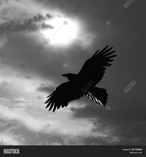 Black Bird Flying Silhouette