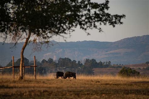 Family Safari - Mlilwane Wildlife Sanctuary - Airports and Sunsets