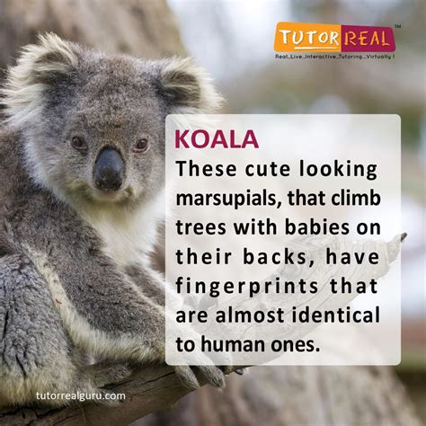 Fun Animal Facts | Fun facts about animals, Fun facts about koalas ...