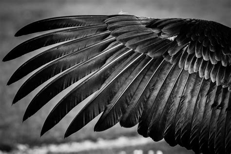 Feather Wings Fondo de pantalla HD | Fondo de Escritorio | 2048x1365 ...