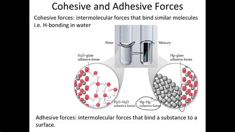 Cohesive and Adhesive Forces - YouTube