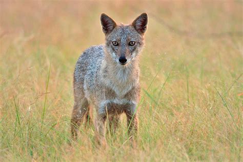 Uncovering India’s Illegal Jackal Trade | Conservation India