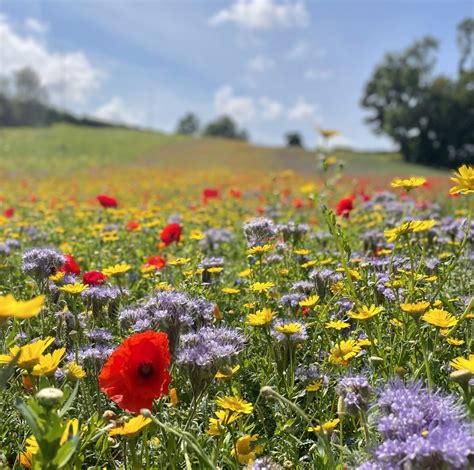 The Flower Field - Vale Pick Your Own