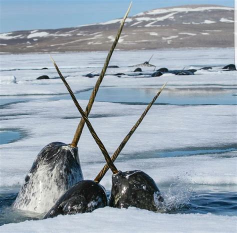 Let's all take a moment to appreciate the fact that Narwhals are real ...