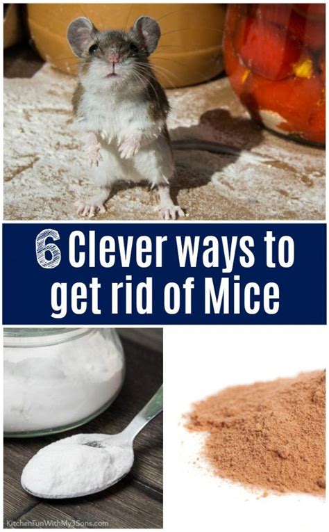 6 Clever Ways to Get Rid of Mice That Actually Work | Getting rid of ...