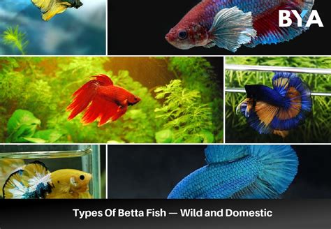 17+ Types Of Betta Fish — Wild and Domestic