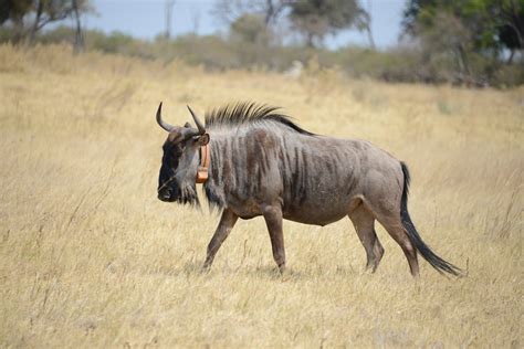 Wildebeests' super-efficient muscles allow them to walk for days ...