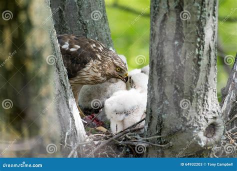 Cooper-s Hawk Feeding Chicks Stock Image - Image of stick, prey: 64932203