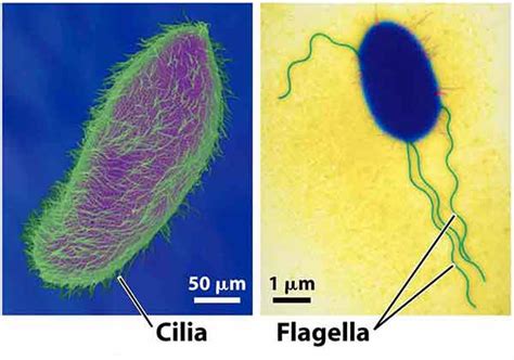 Differences Between Cilia and Flagella