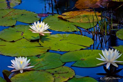 Lily Pad Blossoms - Jeffrey Favero Fine Art Photography